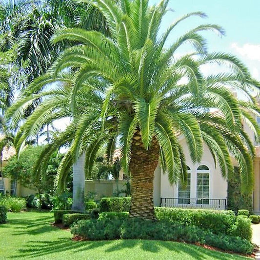 Canary Island date palm tree (Phoenix Canariensis) in a well-maintained garden with a house in the background