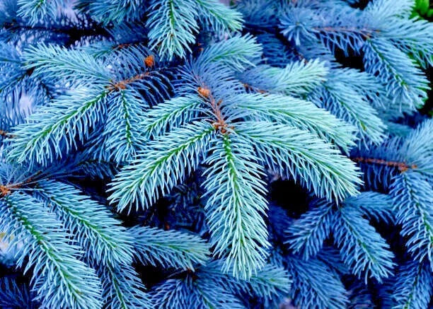 Close up of Colorado blue spruce tree needles. (Picea pungens ‘Glauca’) 