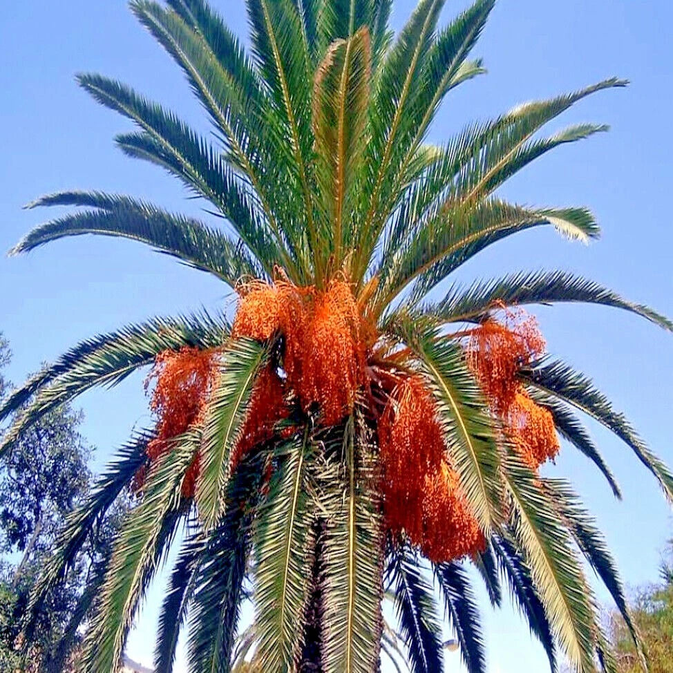 canary island date Palm tree with orange fruits against a clear blue sky