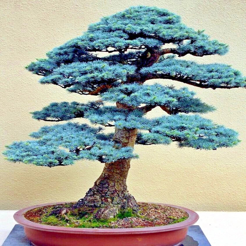 Colorado Blue Spruce Bonsai tree in small container with beige background. Picea pungens ‘Glauca’)