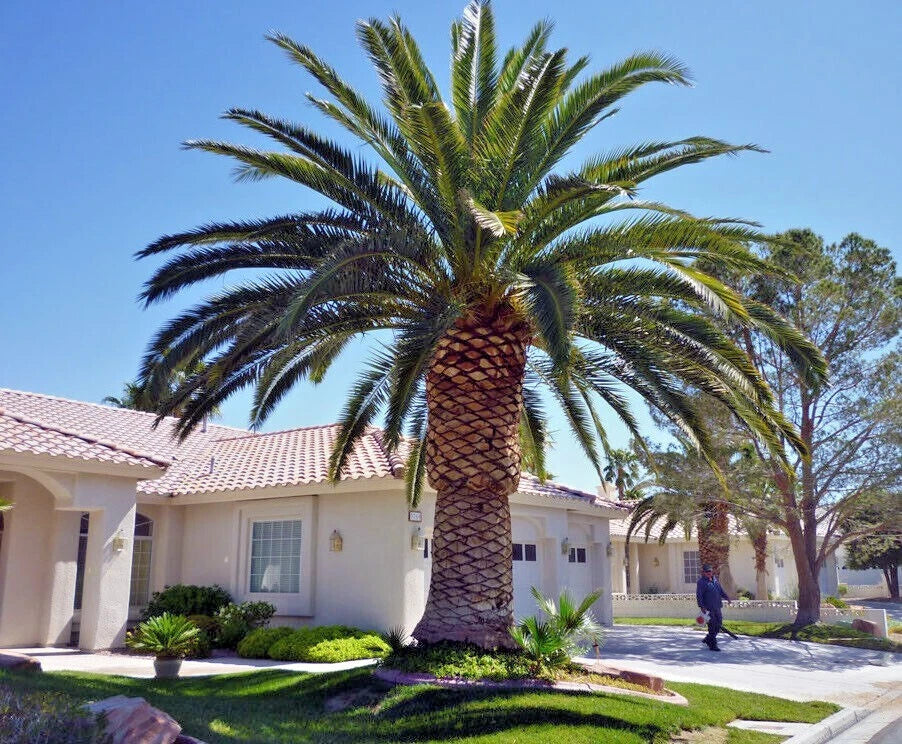 canary island date Palm tree in front of a house with a clear blue sky