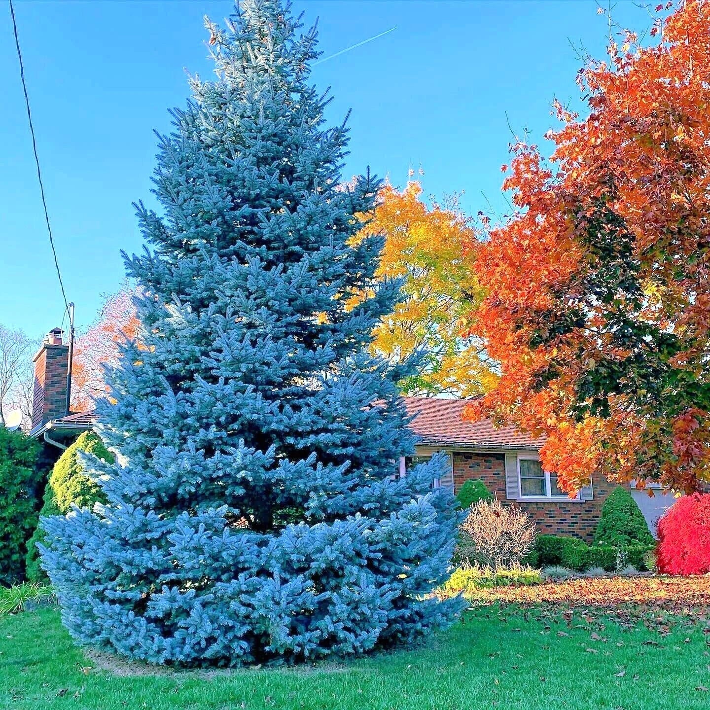 Large Christmas tree shaped Colorado Blue Spruce tree with autumn colors in front yard landscape. (Picea pungens ‘Glauca’)