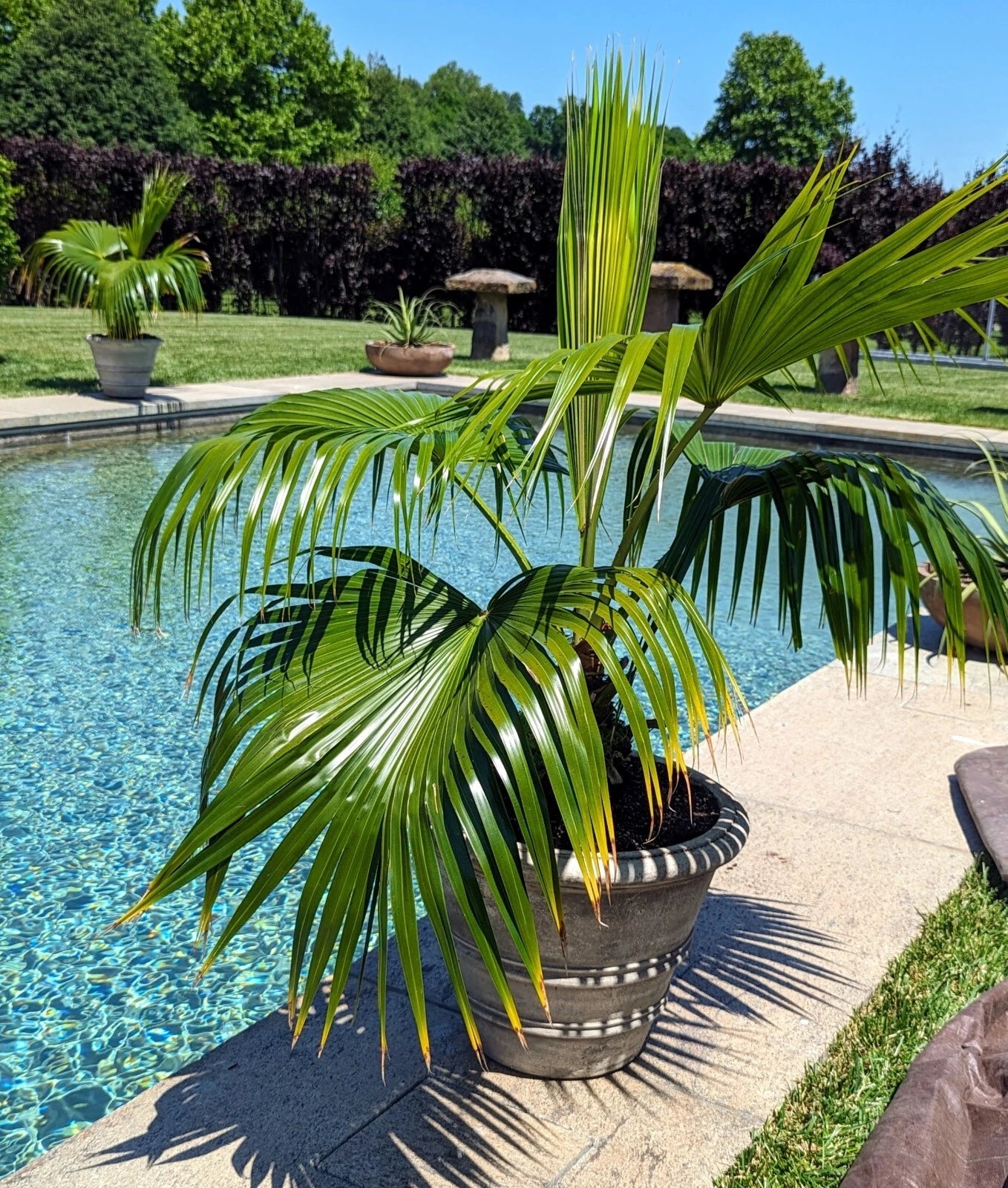 Potted California fan palm tree by a pool with greenery in the background