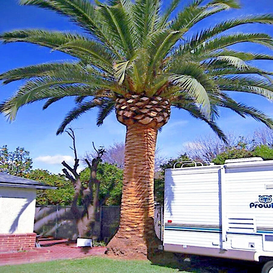 canary island date Palm tree in a backyard with a white camper vehicle.