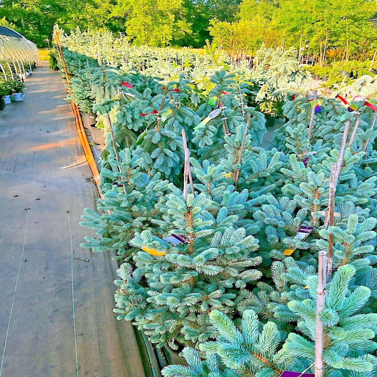 Colorado blue spruce trees growing at nursery. (Picea pungens ‘Glauca’)