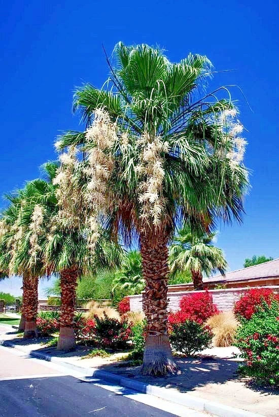 California fan Palm trees with white flowers against a clear blue sky