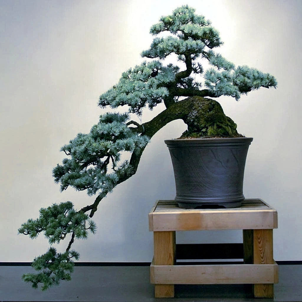 Colorado Blue Spruce bonsai tree in container on wooden stand with light color background. (Picea pungens ‘Glauca’)