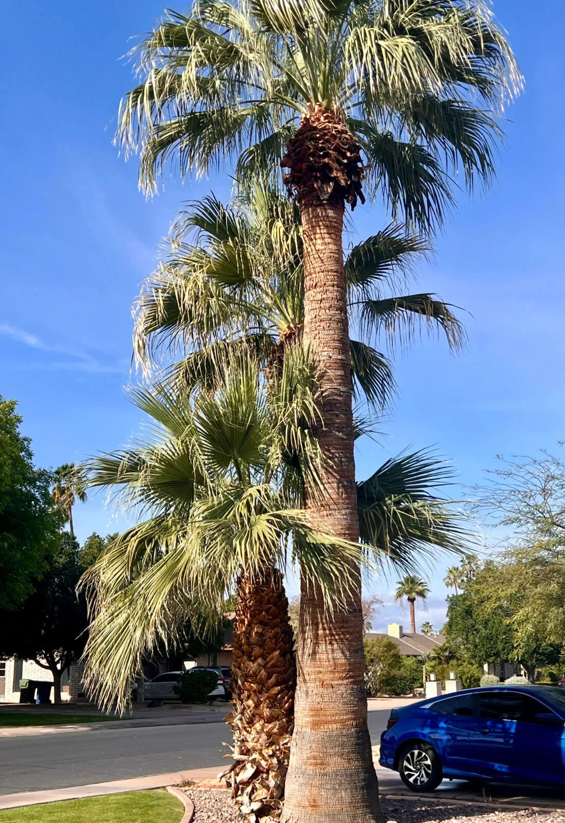 California fan Palm trees on a street with a blue sky and a car in the background