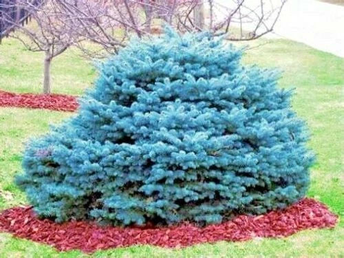 Colorado blue spruce tree surrounded by red mulch in front yard landscape