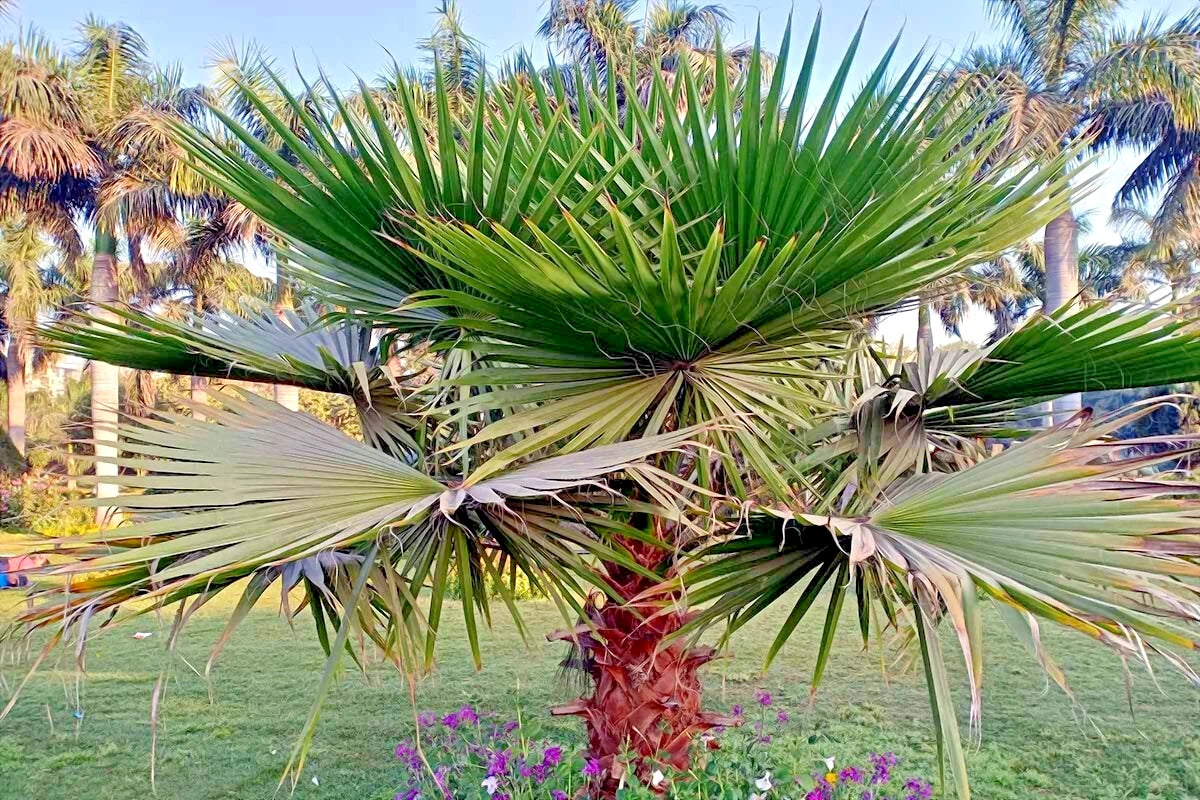 California fan Palm tree with a clear blue sky in the background