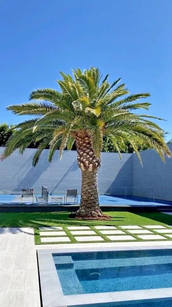 canary island Palm tree by a pool with a clear blue sky
