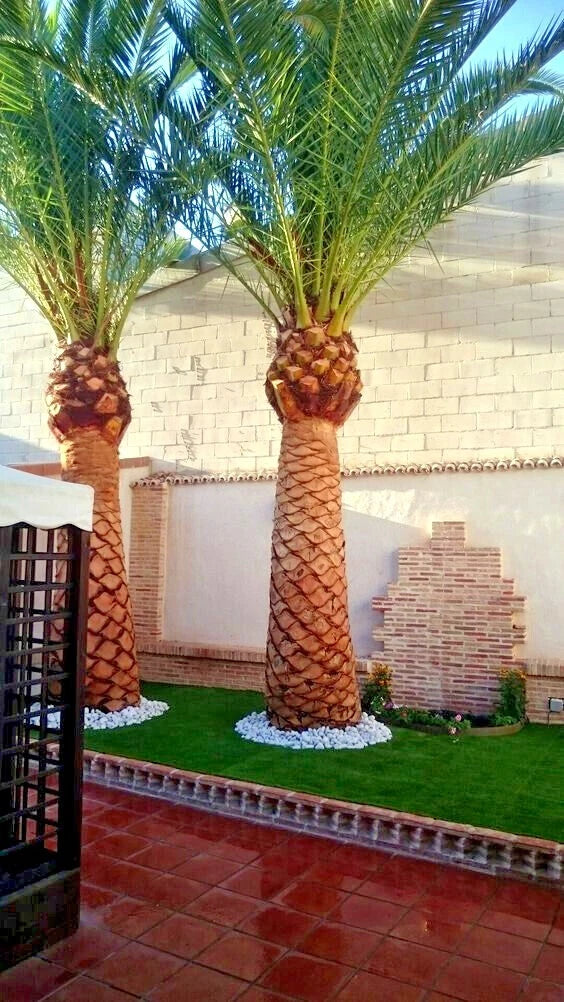 Canary Island Date palm trees in a garden setting with a tiled wall and red-tiled roof in the background.