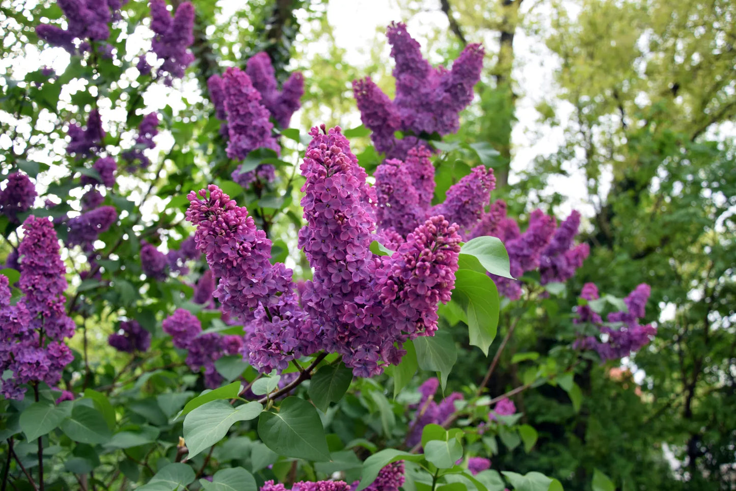 Bouquets of purple lilac flowers with green leaves in a garden setting. (Syringa vulgaris)