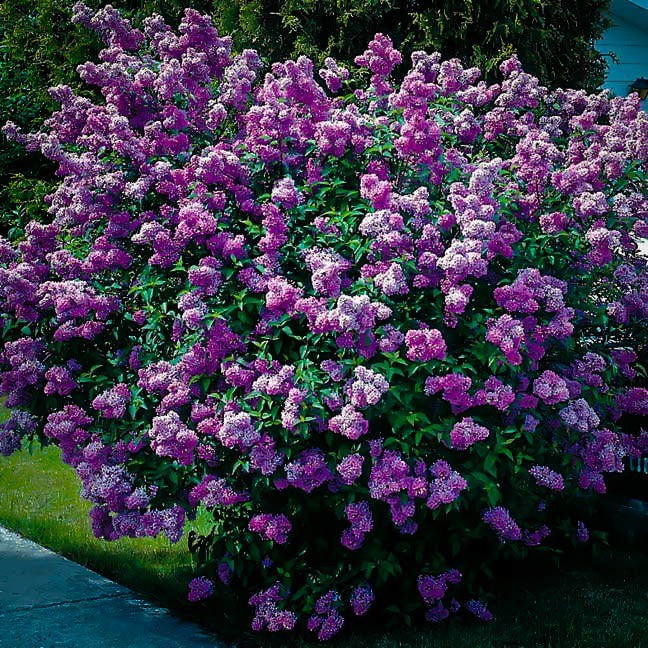 Bouquet of purple Lilac flowers with green leaves