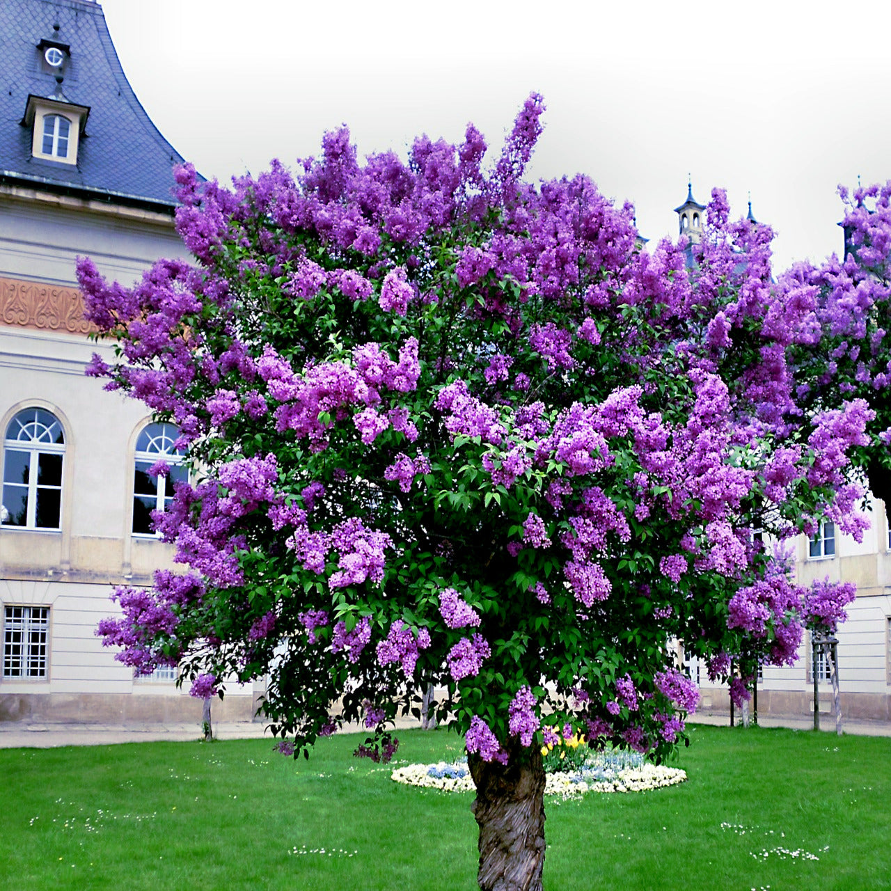 Purple flowering Lilac tree in front of a building with a blue roof. (Syringa vulgaris)