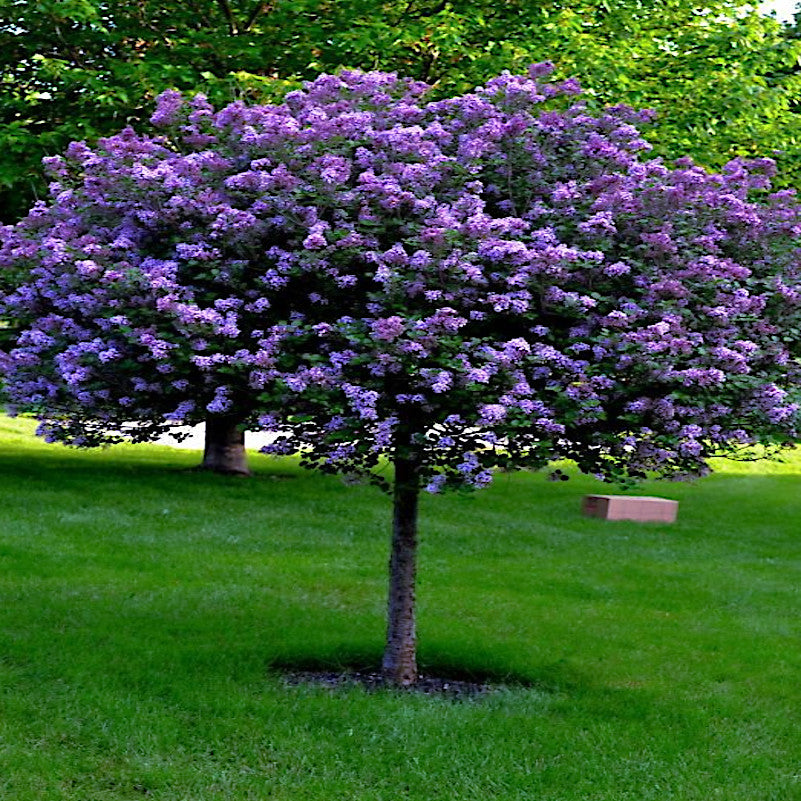 Common Lilac tree with purple flowers in a grassy area. (Syringa vulgaris)