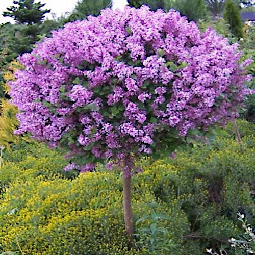Purple Lilac flowering tree in a garden setting with green and yellow plants.