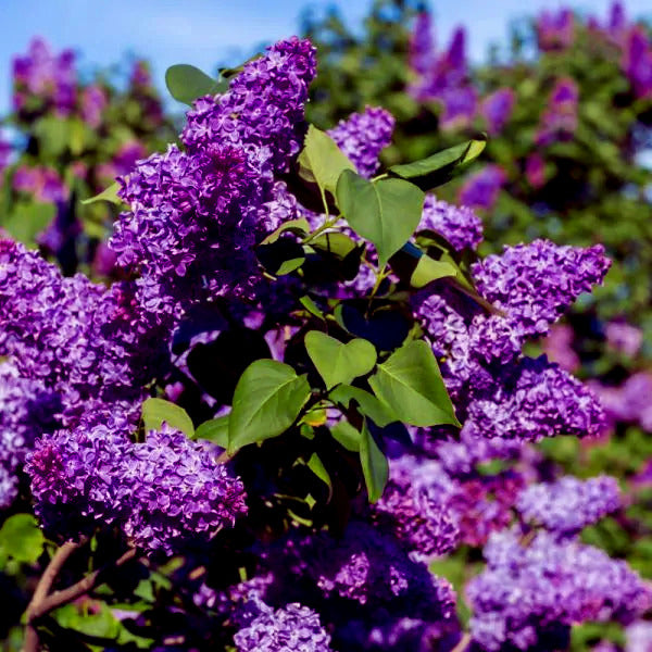 Close-up of a lilac bush with purple flowers and green leaves.