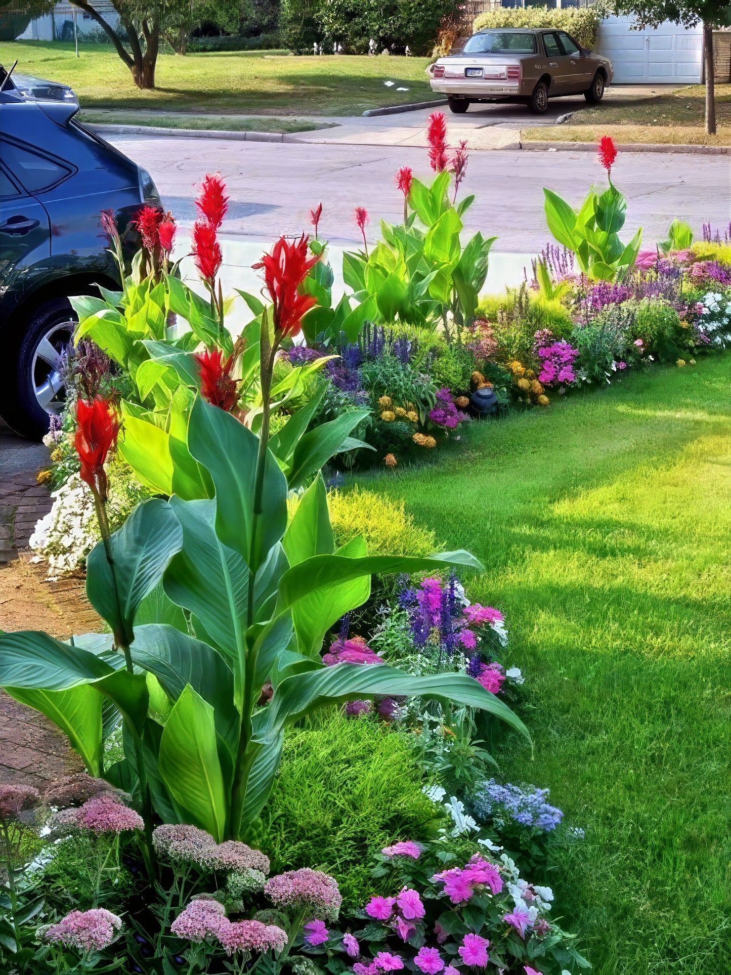 Lush garden with colorful red canna lily flowers and landscape greenery bordering a driveway.