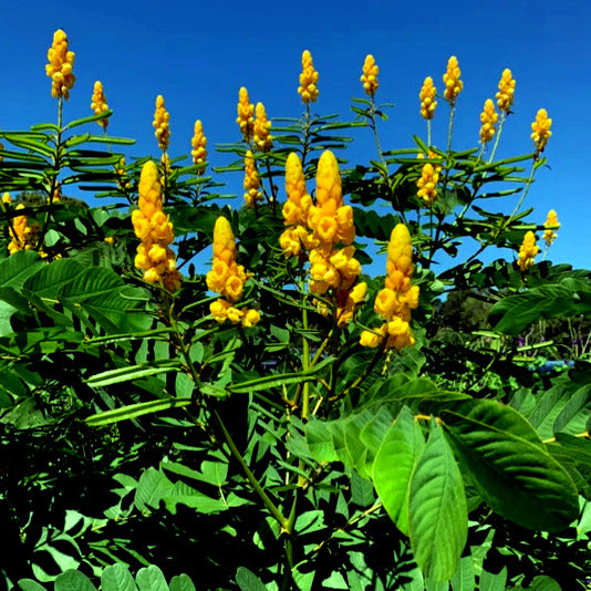 Yellow Candle bush flowers with green leaves against a clear blue sky. (Cassia alata) or Senna alata