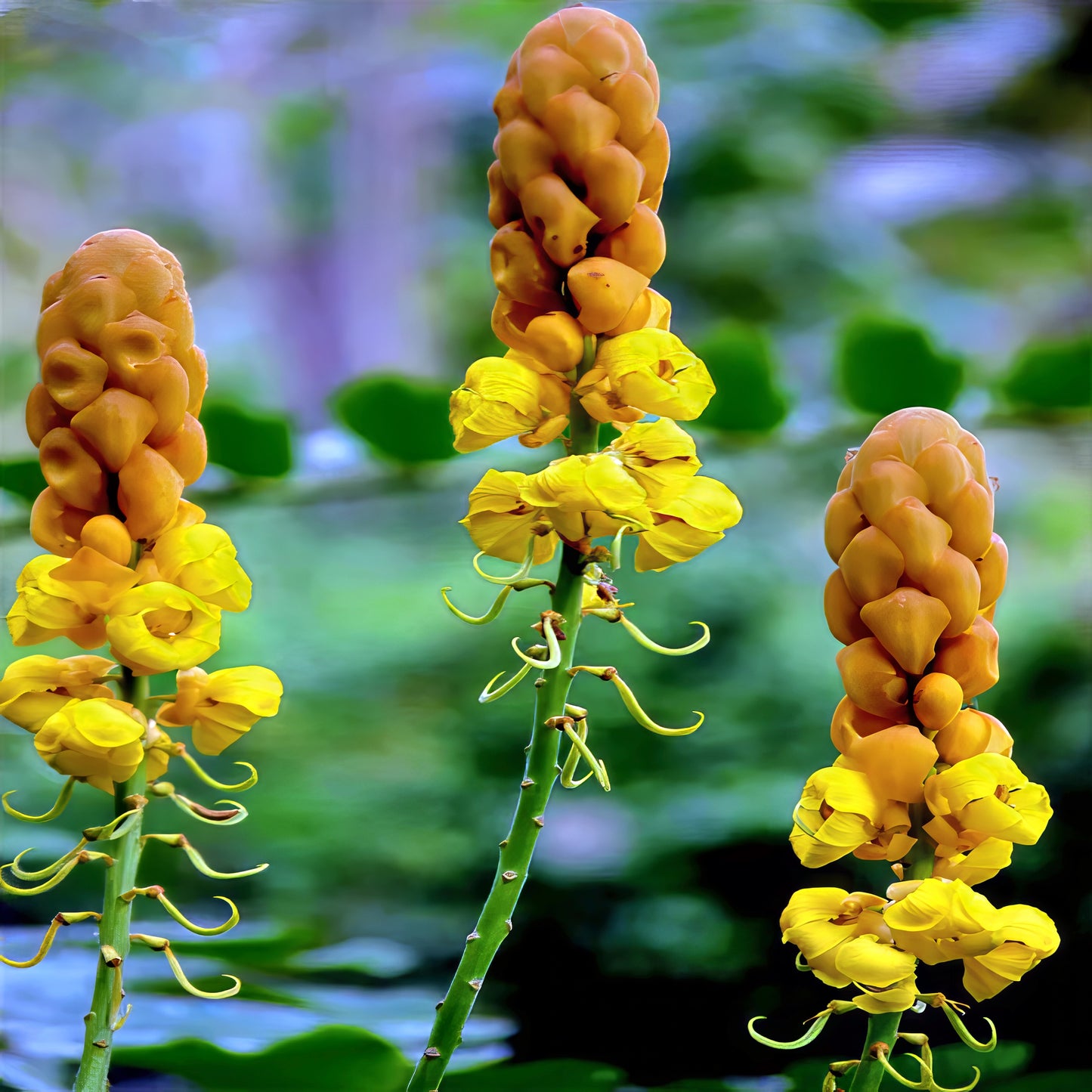 Yellow Candle bush flowers with unique bulbous structures on a blurred green background. (Cassia alata) 