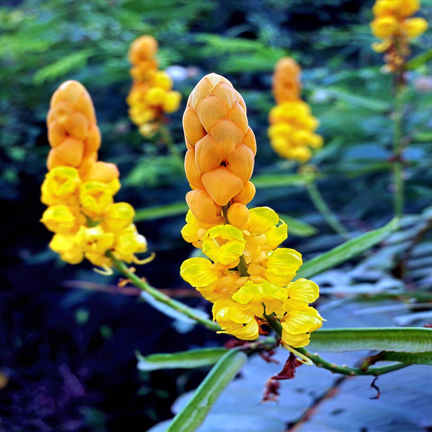 Close-up of yellow and orange Candle bush flowers with a blurred natural background