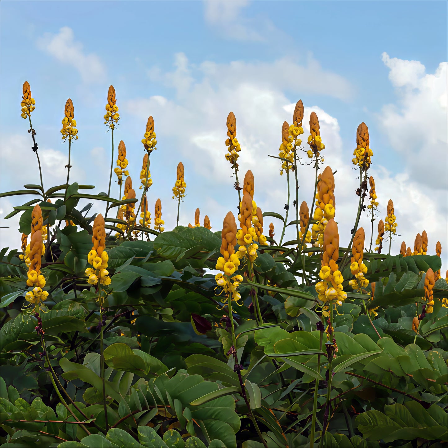 Yellow and orange Candle bush flowers with green leaves against a blue sky with clouds. Senna alata