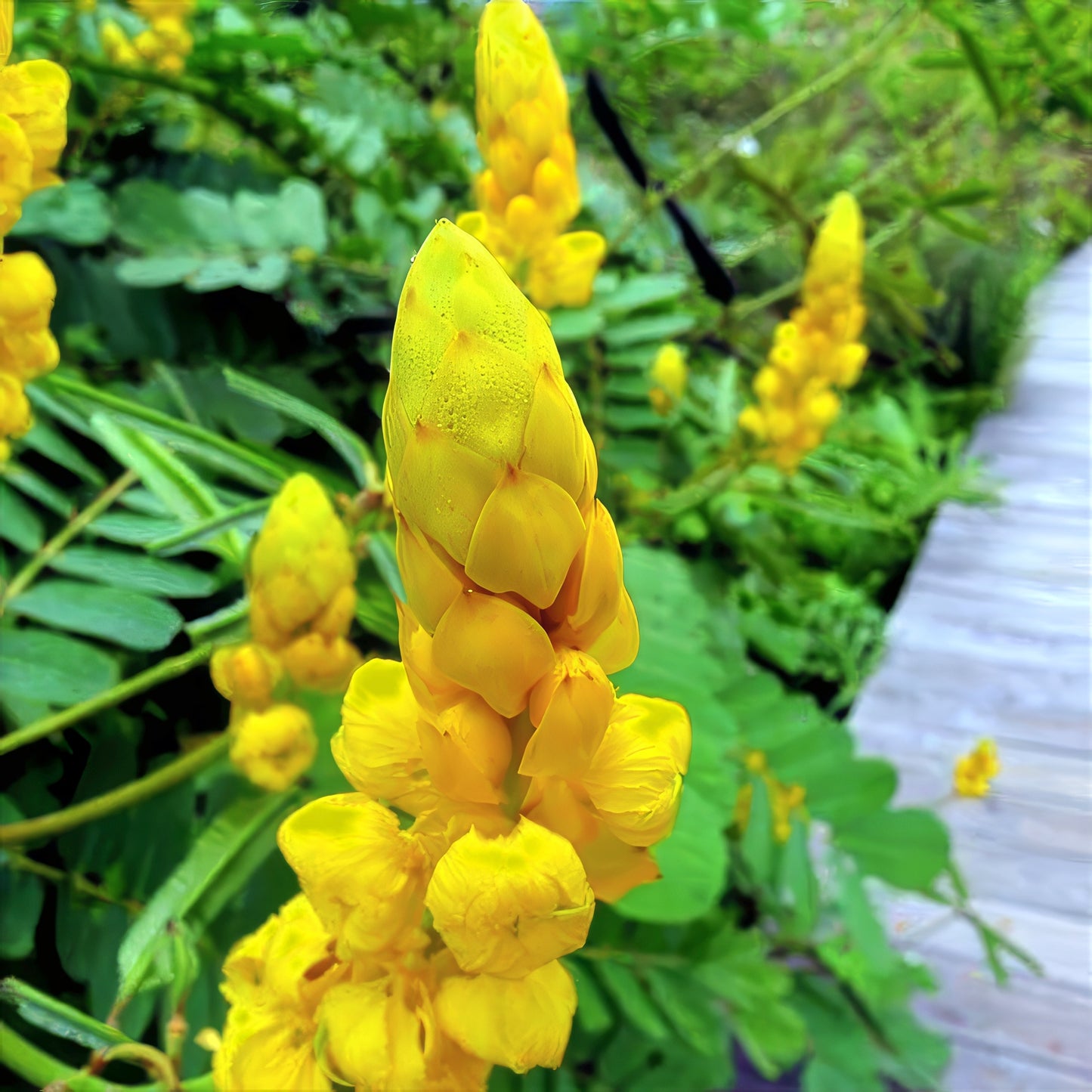 Close-up of yellow Candle bush flowers with green foliage in the background. (Cassia alata) Senna alata