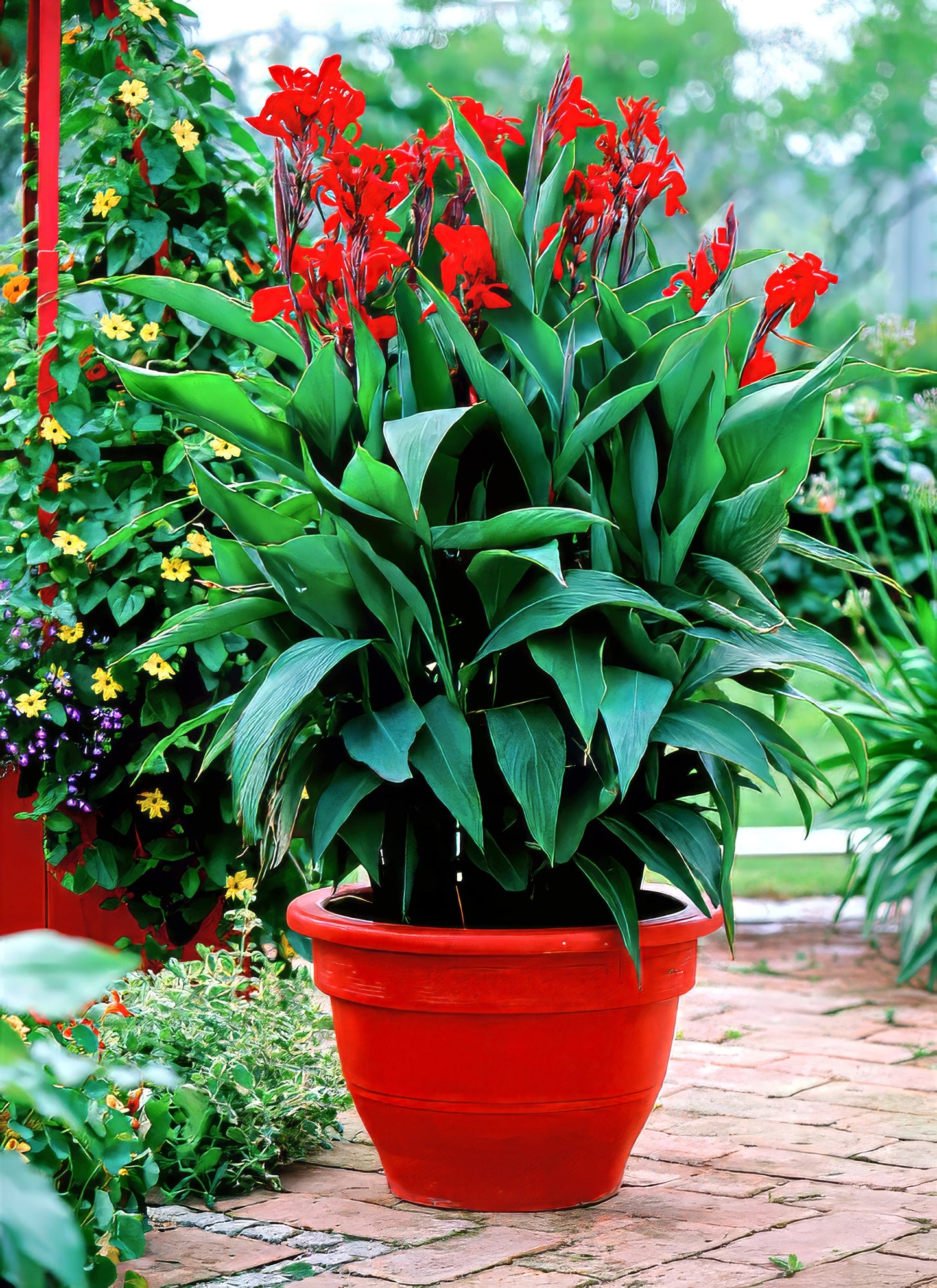 Potted canna lily plant with red flowers and green leaves in a garden setting
