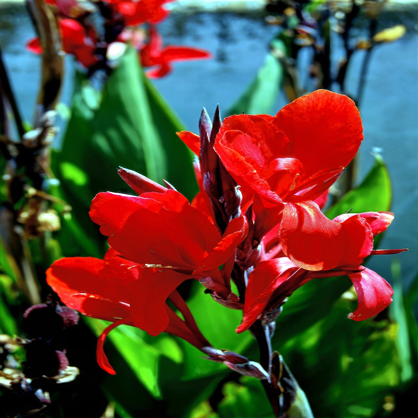 Red canna lily flower with green leaves against a blurred natural background