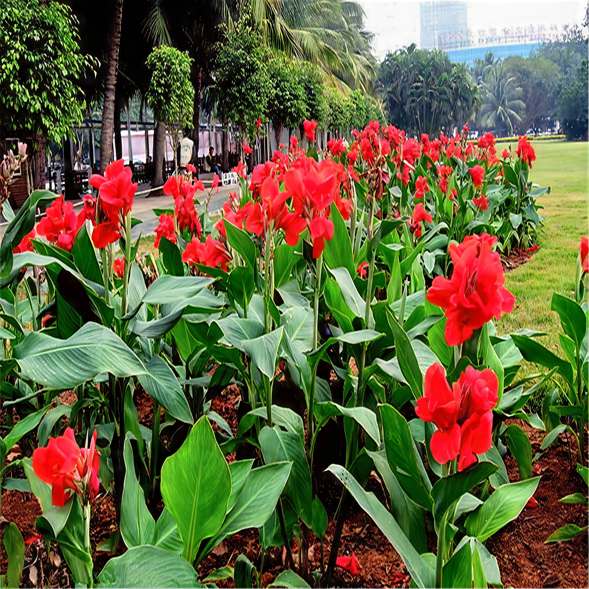 Red canna lily plant flowers with green leaves in a garden landscape setting