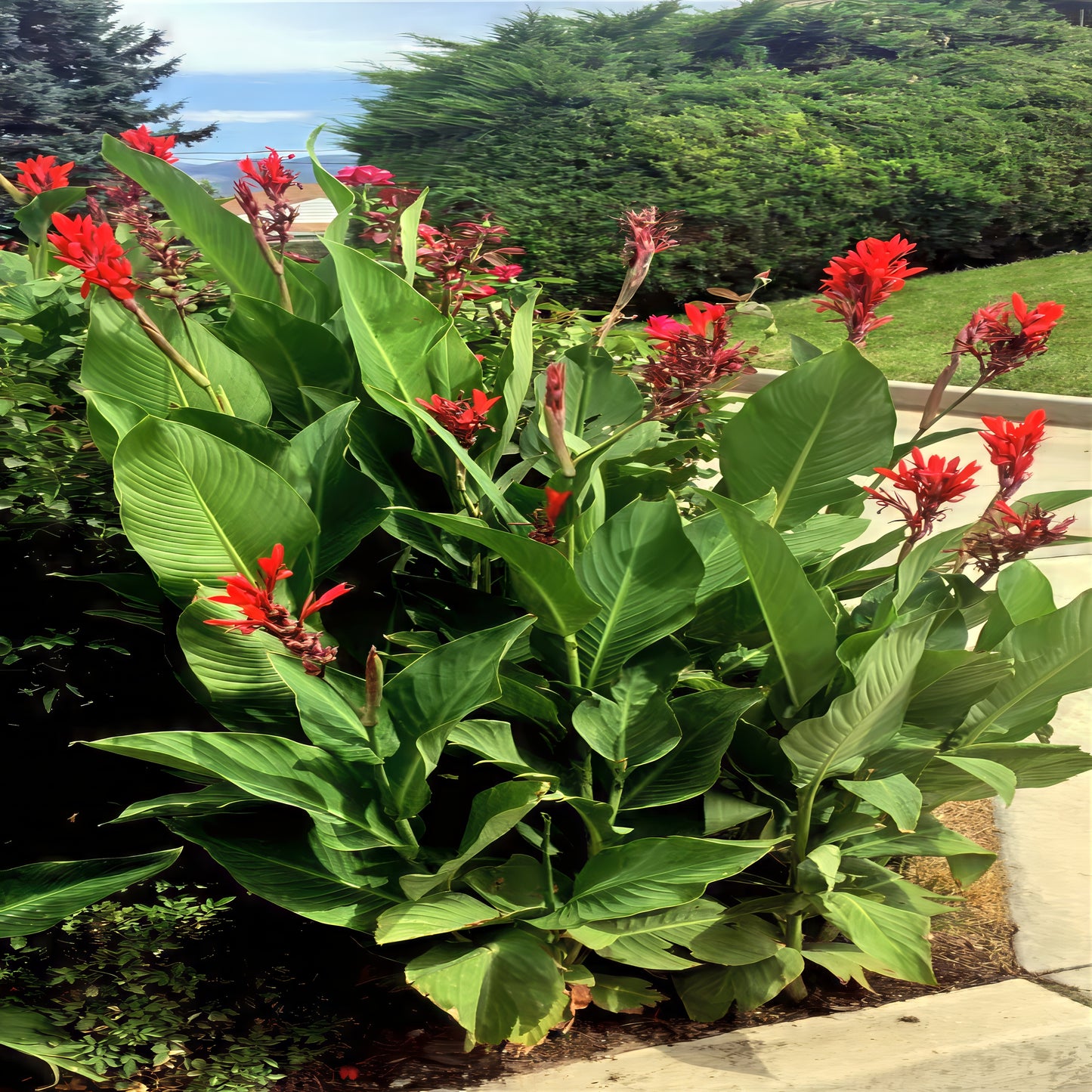 Red canna lily flowers with green leaves in a garden setting