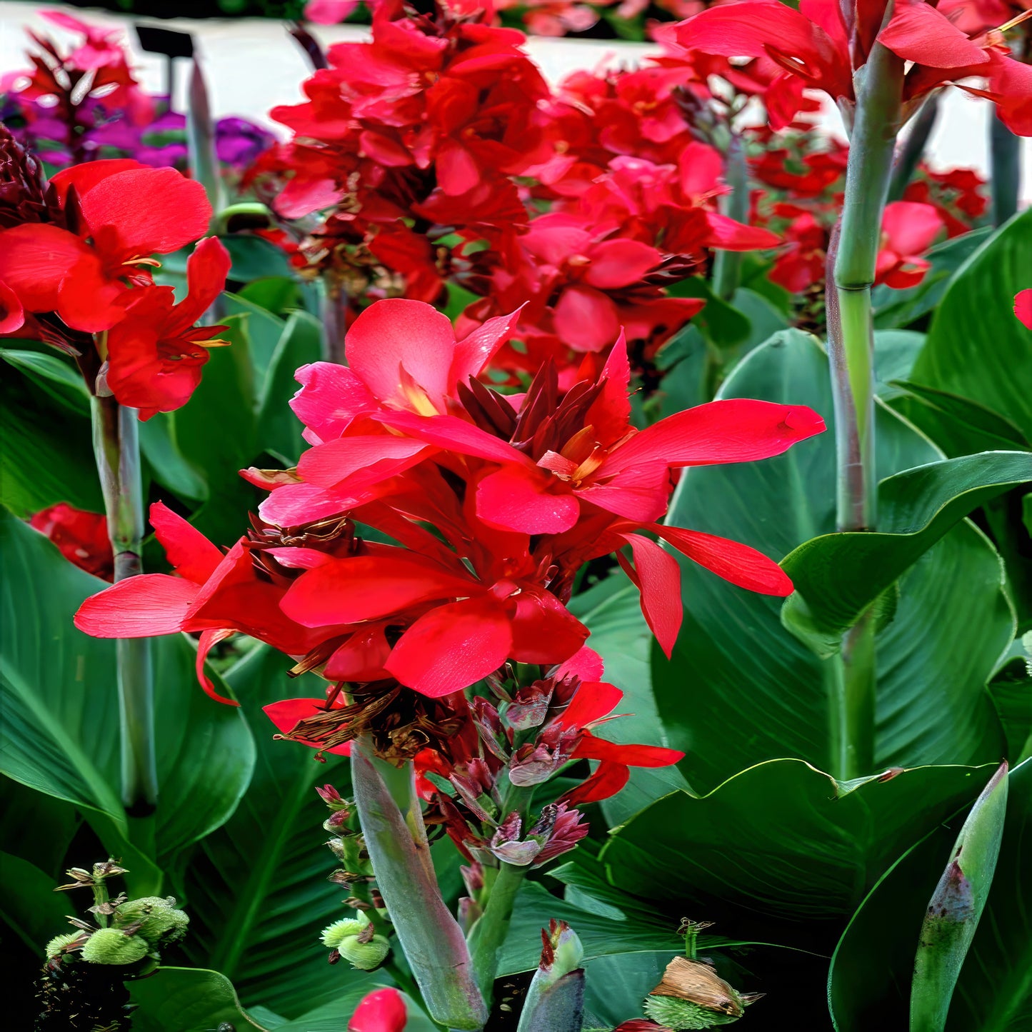 Close-up of vibrant red canna lily flowers with green leaves in a garden setting