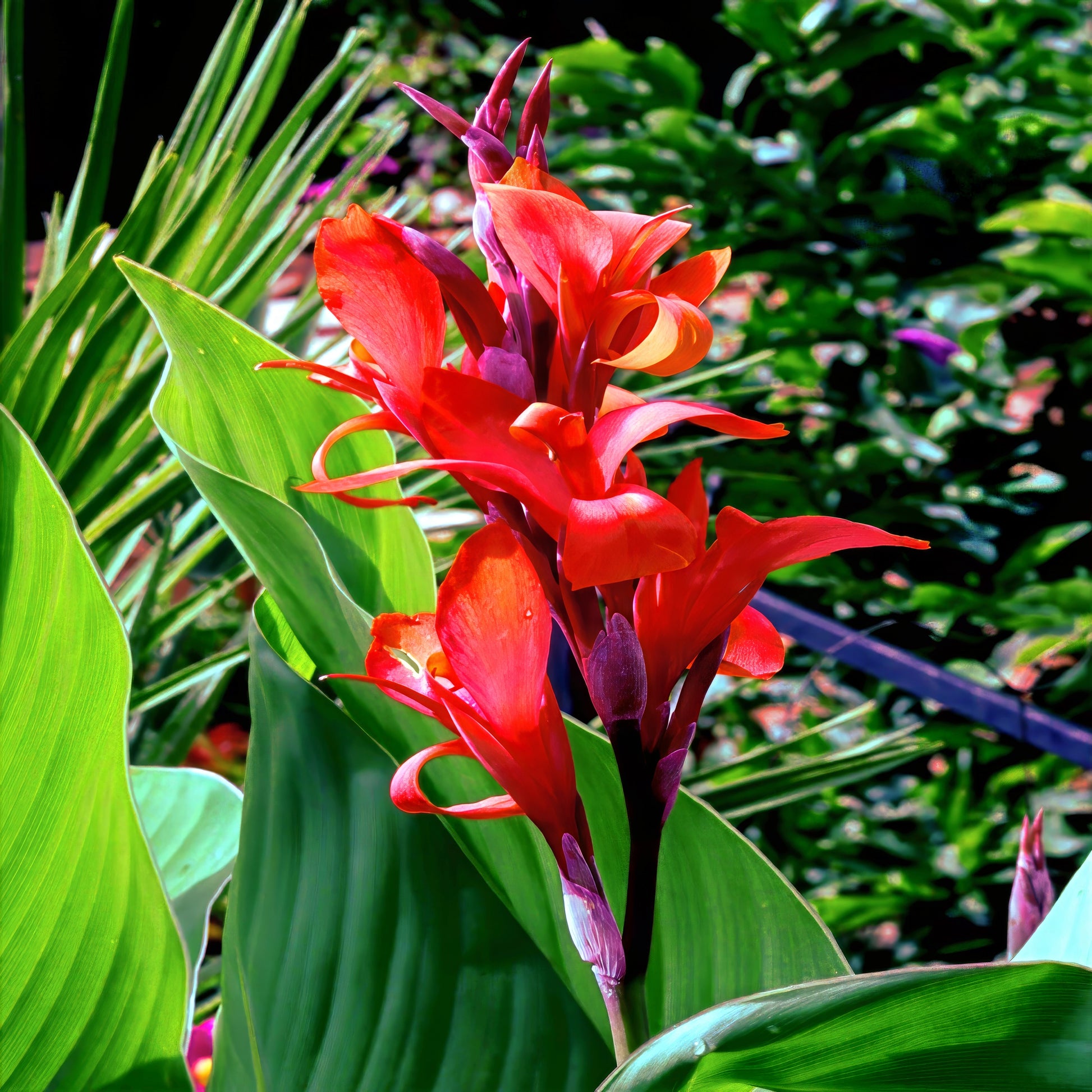 Red canna lily flower with green leaves in a garden setting