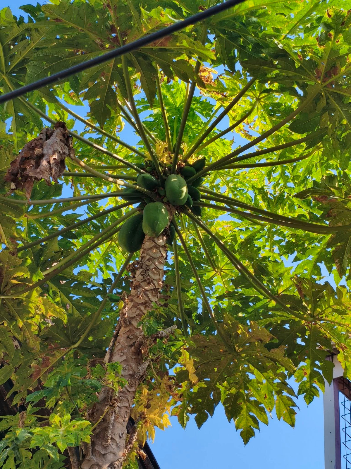 A Caribbean Red Lady papaya tree with green papayas hanging from the center, surrounded by large green leaves and a textured brown trunk, photographed against a clear blue sky.