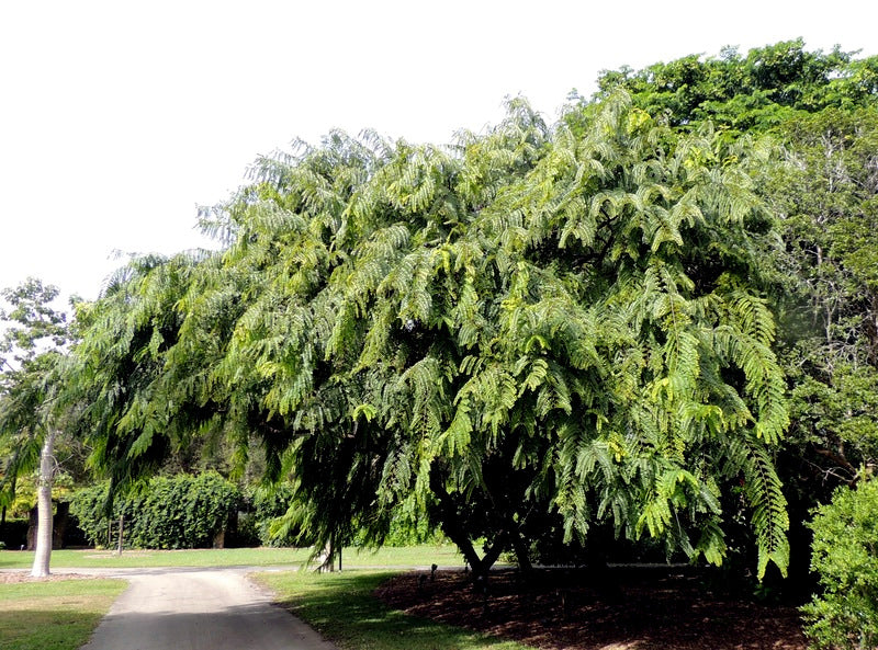 Large green Red shower tree with a clear sky background. (Cassia roxburghii)