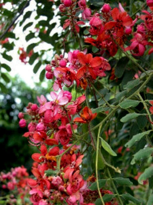Close-up of red and pink Red Shower Tree flowers with green leaves