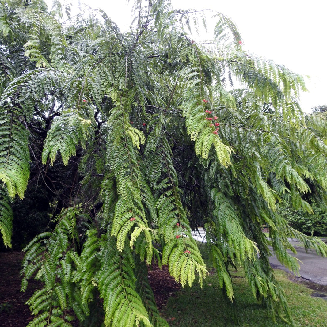 Large evergreen Red Shower tree with spreading branches and green leaves. (Cassia roxburghii)