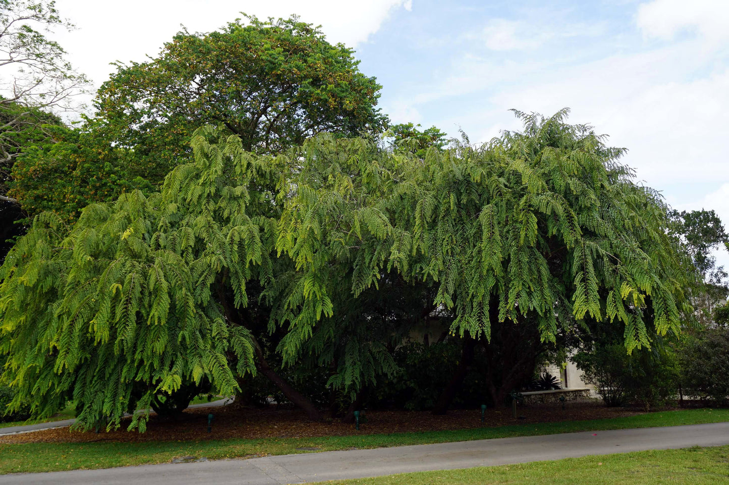 Large green Red Shower tree with a clear blue sky in the background. (Cassia roxburghii)