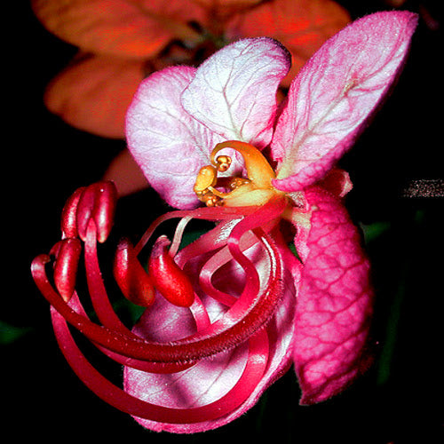 Close-up of a pink and red Rose Cassia flower with a dark background. (Cassia roxburghii)
