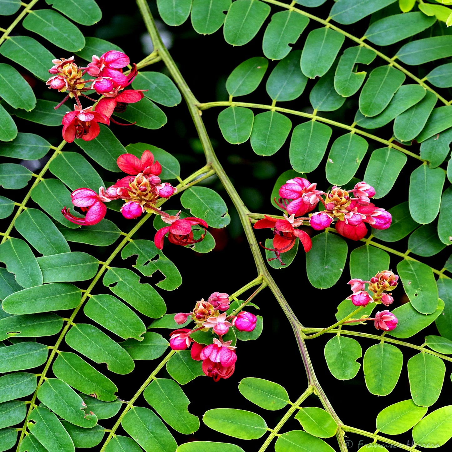 Close-up of pink rose cassia flowers with green leaves on a dark background