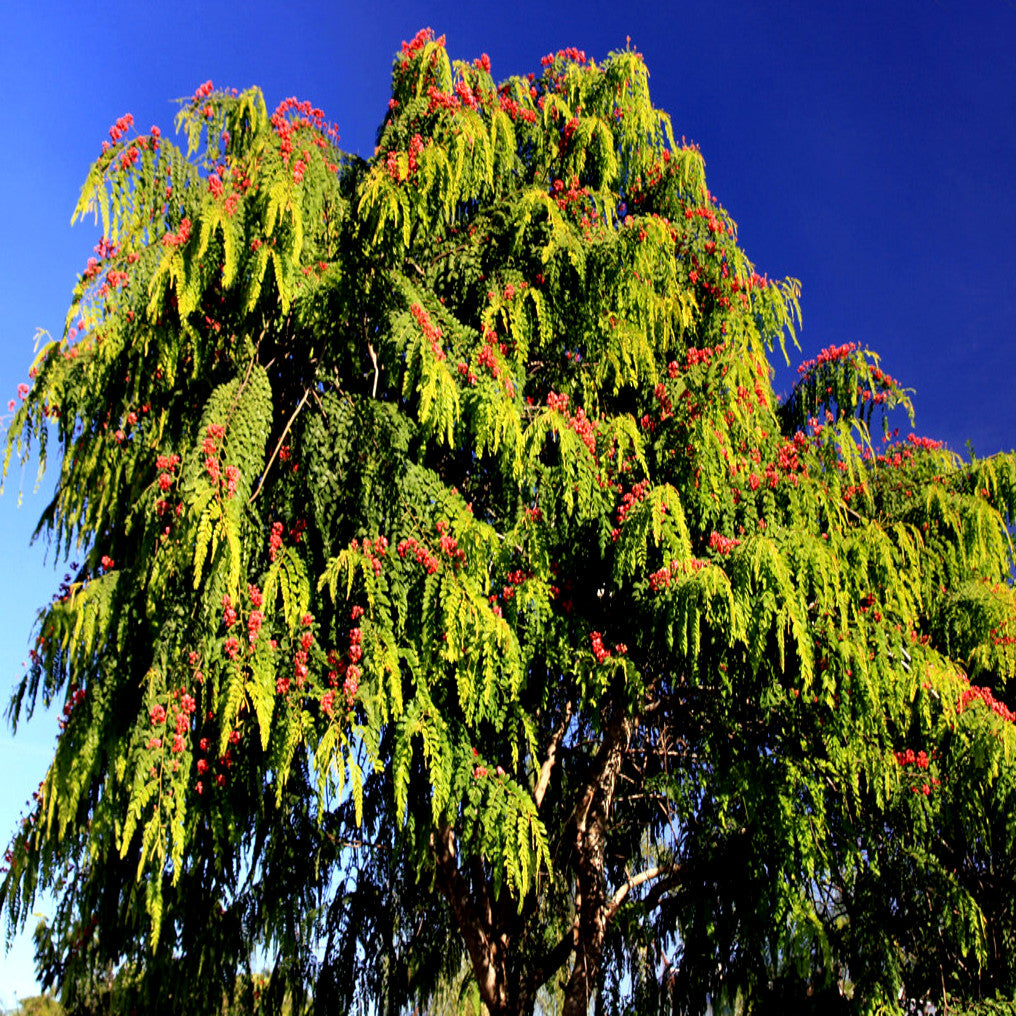 Red Shower tree with green leaves and red flowers against a clear blue sky