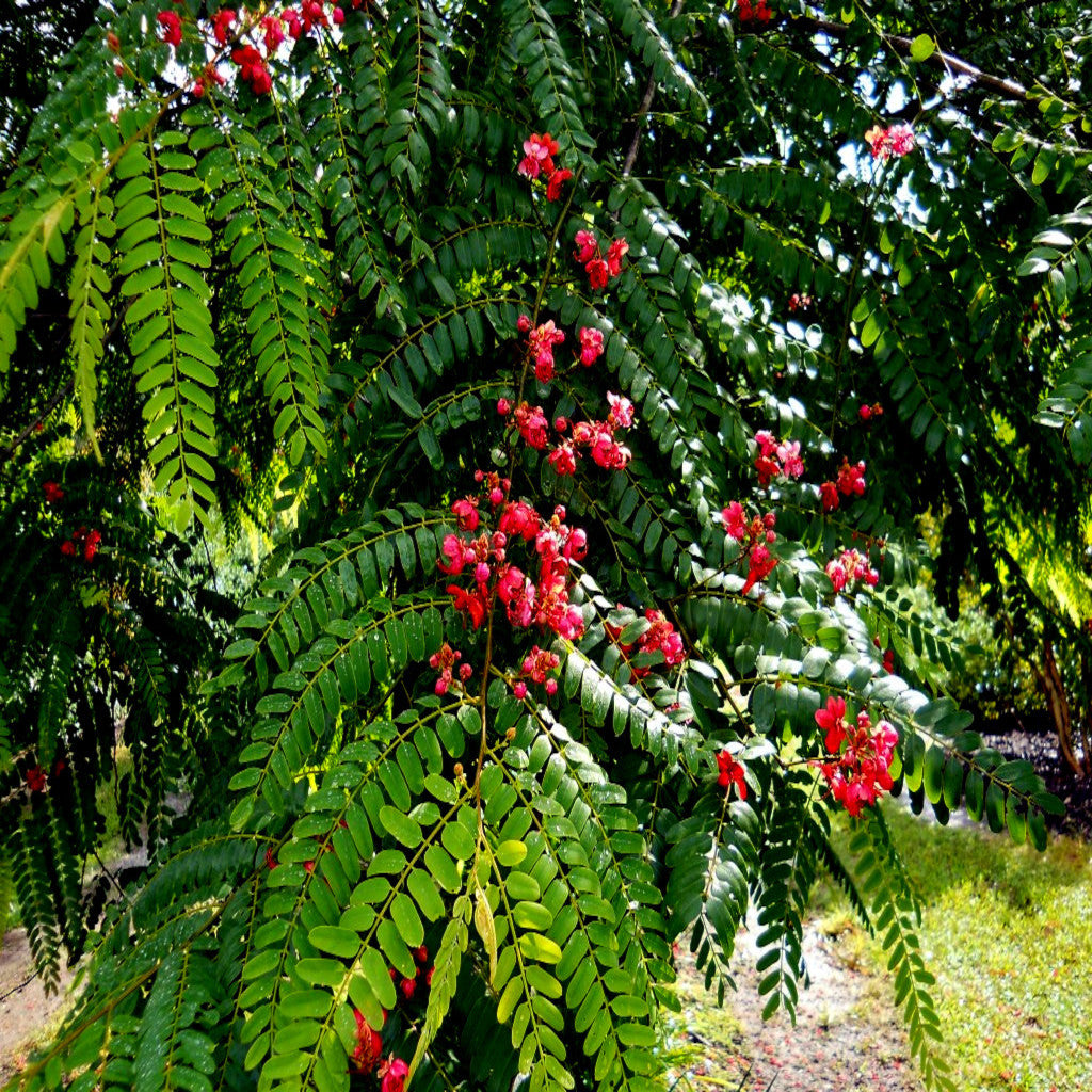 Red Shower tree with red flowers and green leaves