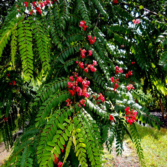 Red Shower tree with red flowers and green leaves