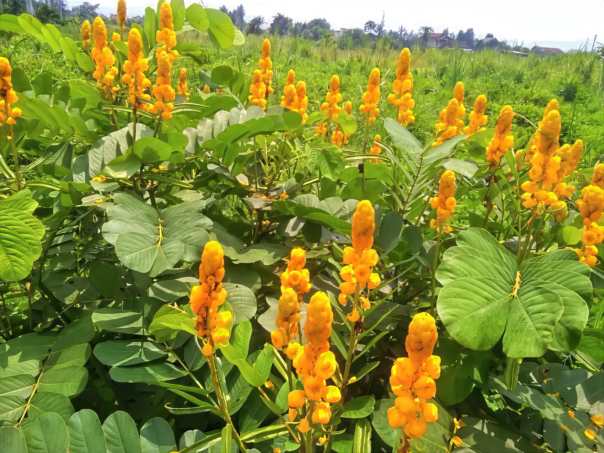 Yellow Candle bush flowers with green leaves with field in background. (Cassia alata)