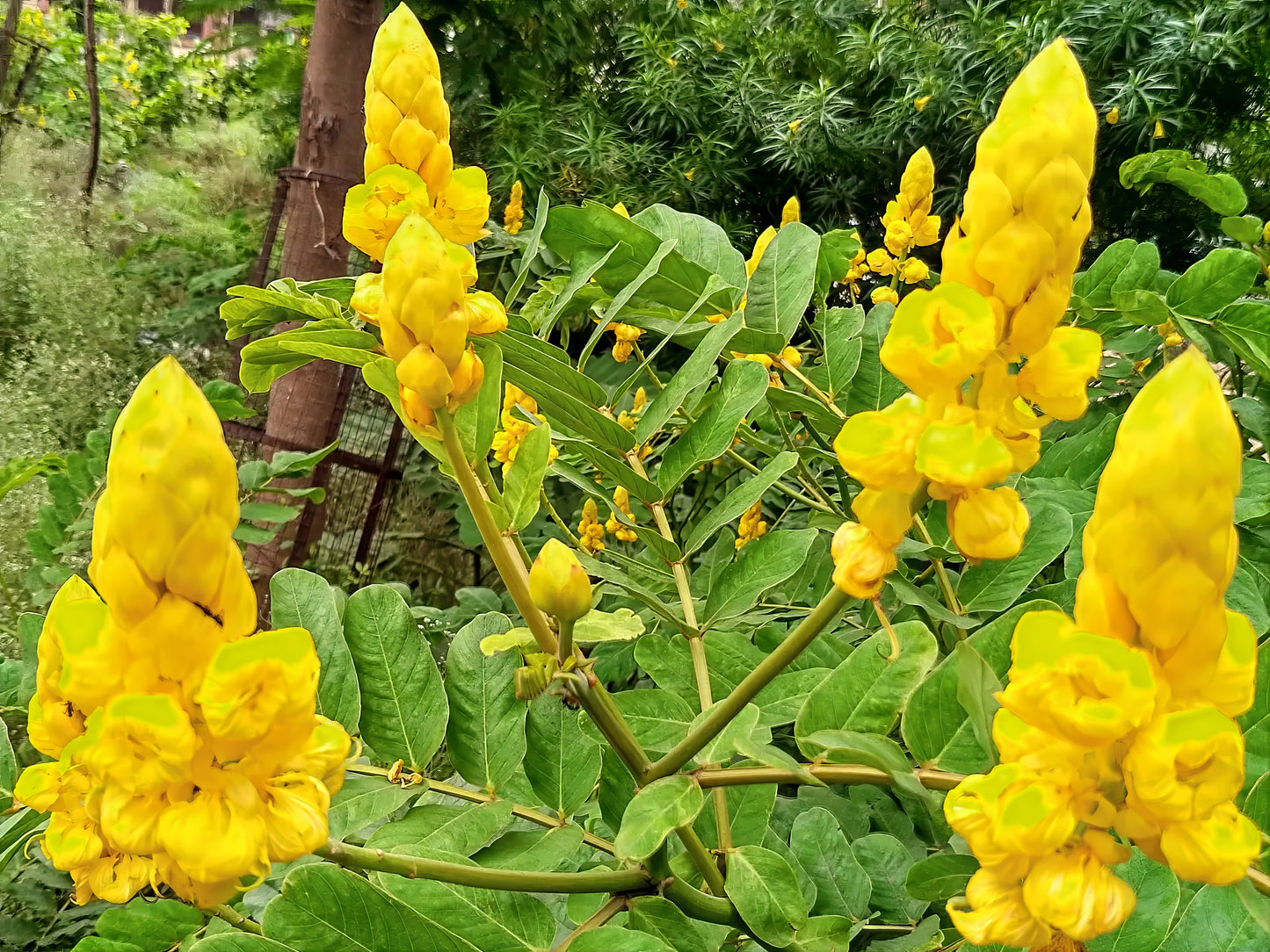 Yellow Candle bush flower clusters on a green plant with a blurred natural background