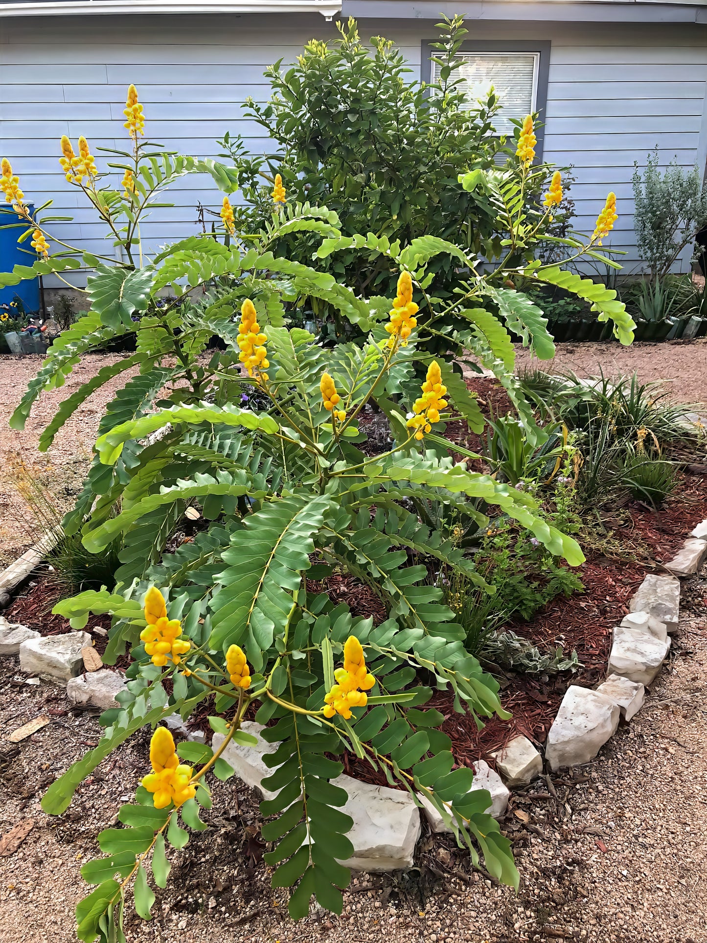 Yellow flowering Candle Bush plant in a garden with a house in the background