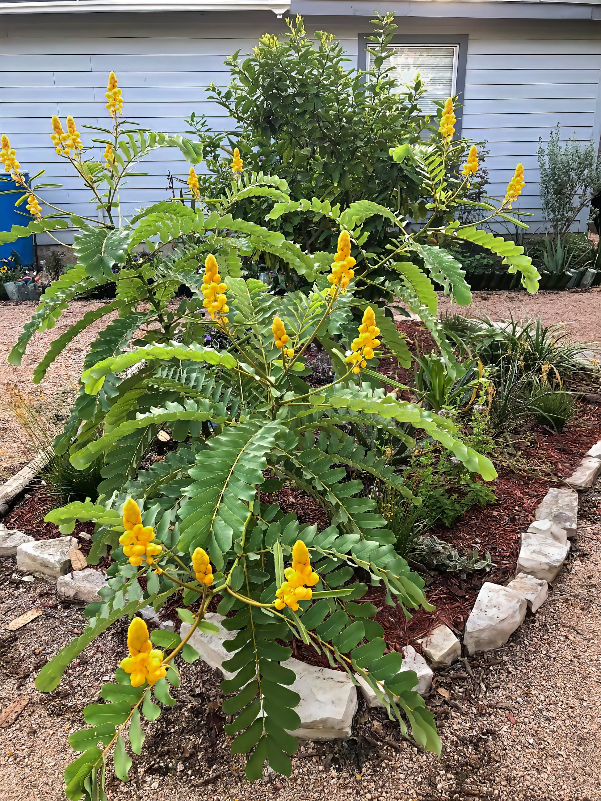 Yellow flowering Candle Bush plant in a garden with a house in the background