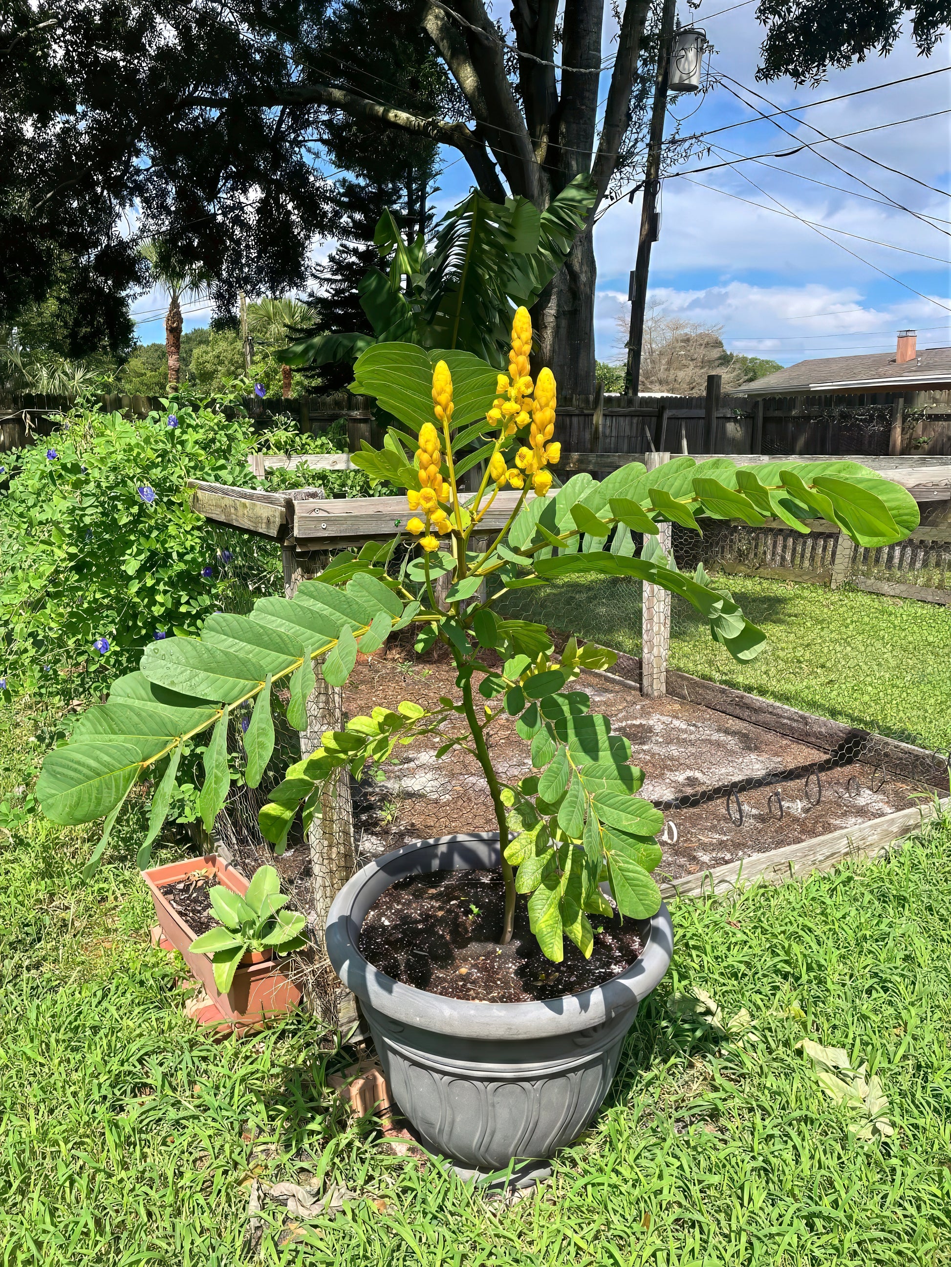 Potted Candle Bush plant with yellow flowers in a garden setting. (Cassia alata)