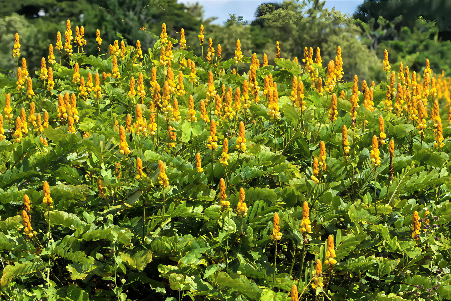 Field of yellow Candle Bush flowers with green leaves in a natural setting